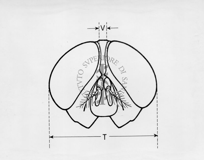 Schema di testa di mosca cuthbertsoni