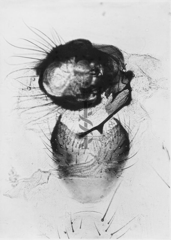 Rotazione dei genitali esterni nella musca domestica