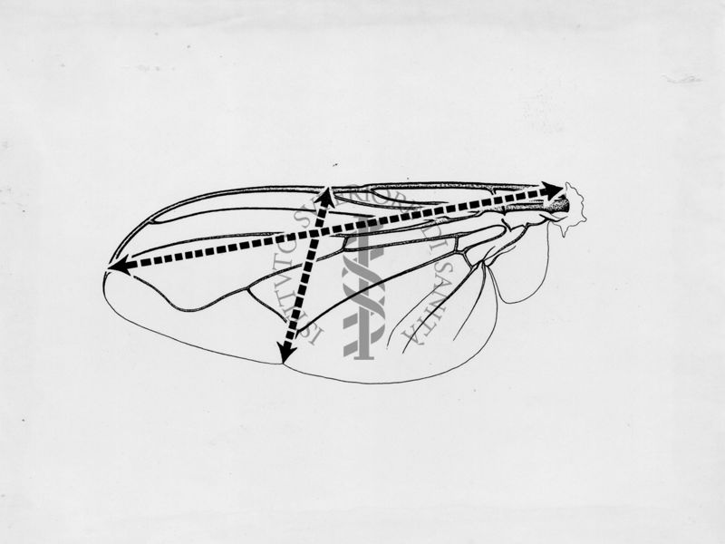 Ala di musca domestica