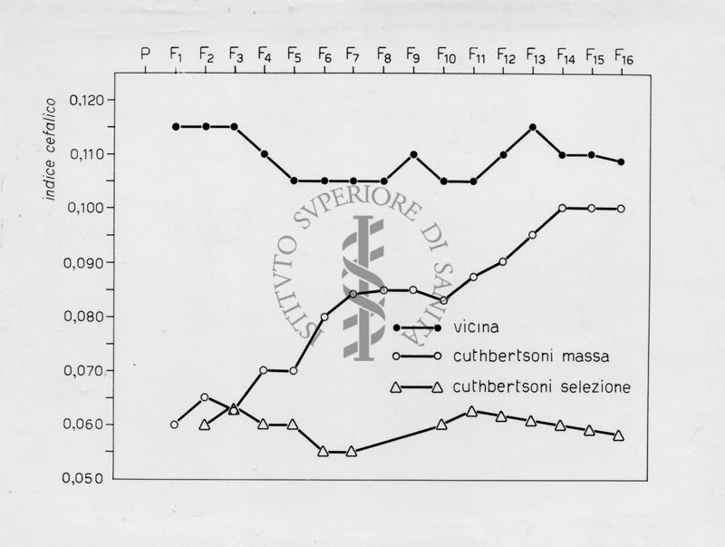 Grafico riguardante l'evoluzione di musca domestica Cuthbertsoniin laboratorio