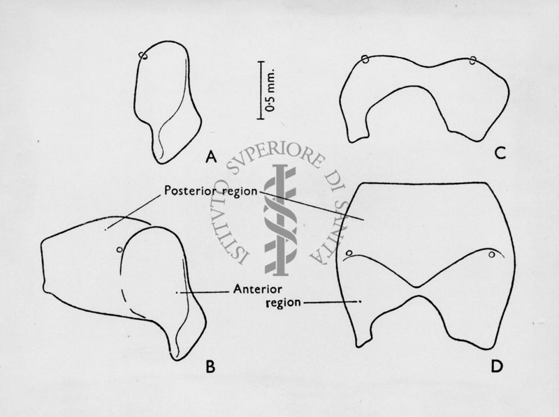 Le lamine di Pyrgi sono un documento inciso su tre fogli di lamina d'oro, di fondamentale importanza per la conoscenza della storia e della lingua del popolo etrusco