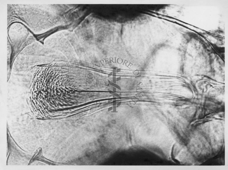 Immagine di differenze morfologiche fra le specie Phlebotomus perniciosus e Phlebotomus perfiliewi. Flebotomi.