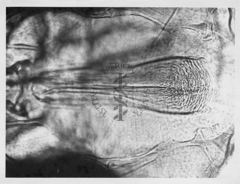 Immagine di differenze morfologiche fra le specie Phlebotomus perniciosus e Phlebotomus perfiliewi. Flebotomi.