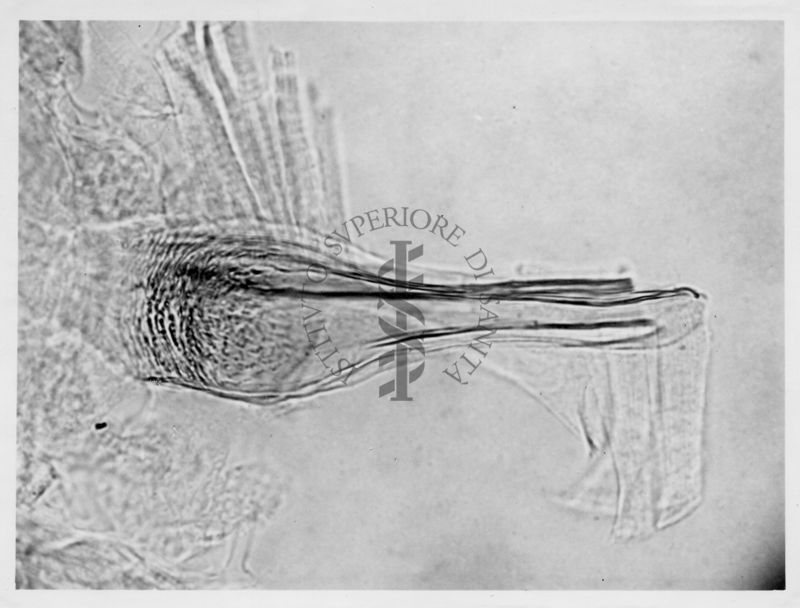 Immagine di differenze morfologiche fra le specie Phlebotomus perniciosus e Phlebotomus perfiliewi. Flebotomi.