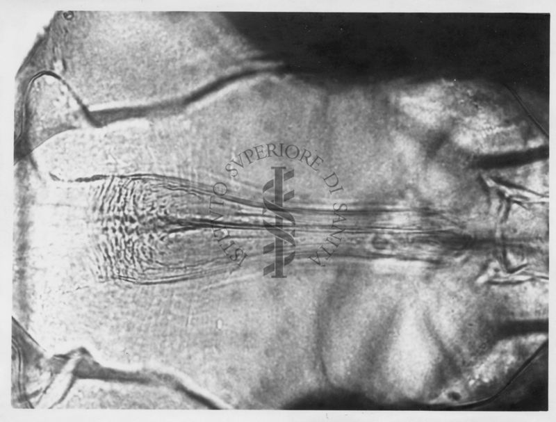 Immagine di differenze morfologiche fra le specie Phlebotomus perniciosus e Phlebotomus perfiliewi. Flebotomi.