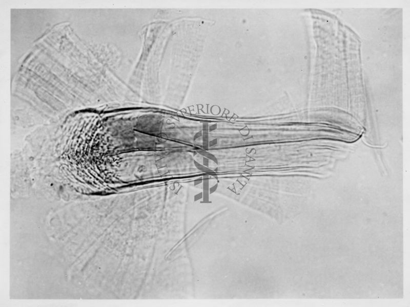 Immagine di differenze morfologiche fra le specie Phlebotomus perniciosus e Phlebotomus perfiliewi. Flebotomi.