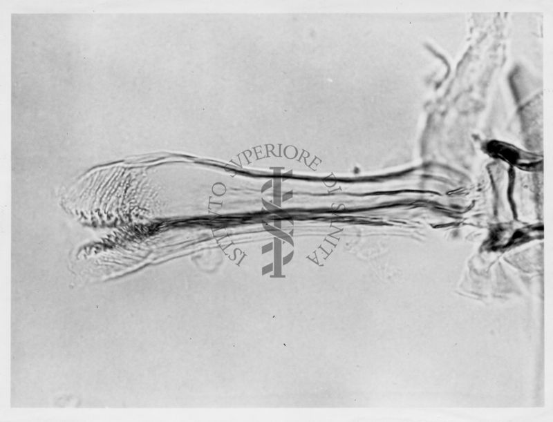 Immagine di differenze morfologiche fra le specie Phlebotomus perniciosus e Phlebotomus perfiliewi. Flebotomi.