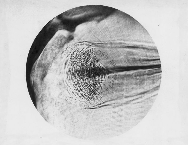 Immagine di differenze morfologiche fra le specie Phlebotomus perniciosus e Phlebotomus perfiliewi. Flebotomi.