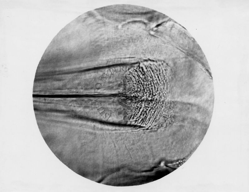 Immagine di differenze morfologiche fra le specie Phlebotomus perniciosus e Phlebotomus perfiliewi. Flebotomi.