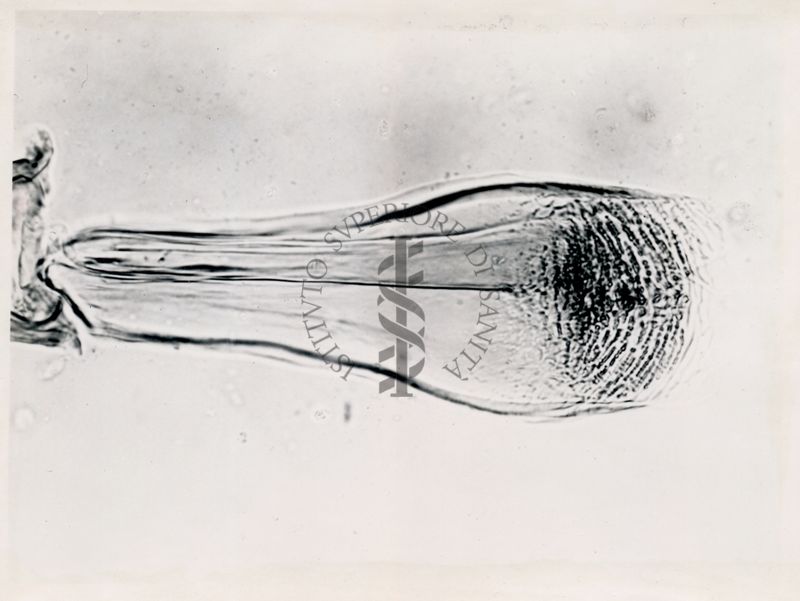 Immagine di differenze morfologiche fra le specie Phlebotomus perniciosus e Phlebotomus perfiliewi. Flebotomi.