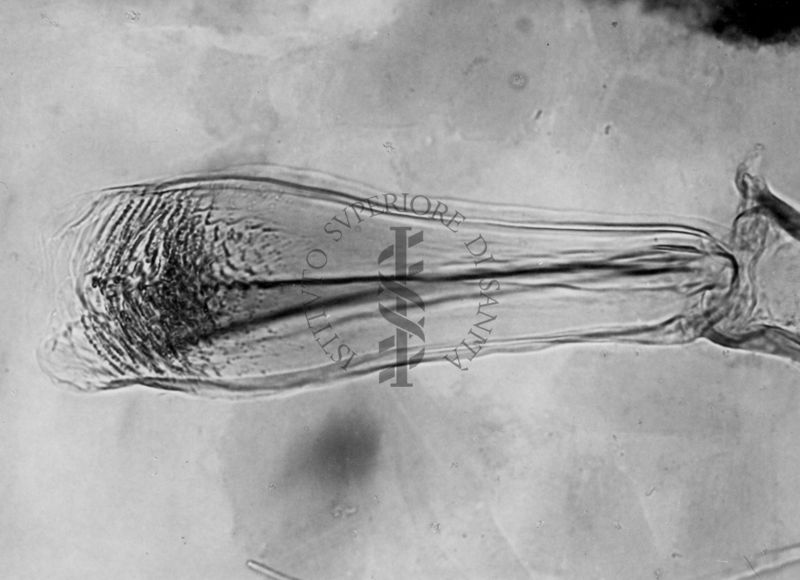 Immagine di differenze morfologiche fra le specie Phlebotomus perniciosus e Phlebotomus perfiliewi. Flebotomi.