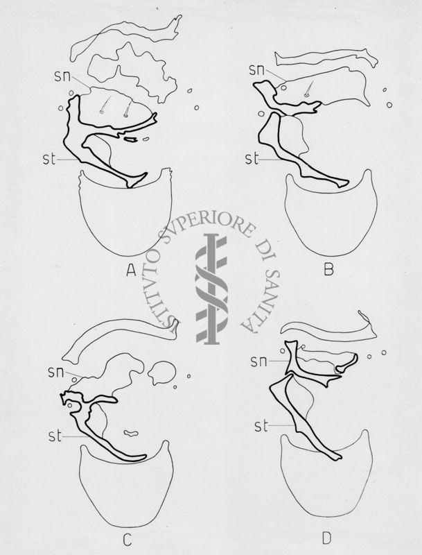 Morfologia dell'armatura genitale di musca domestica