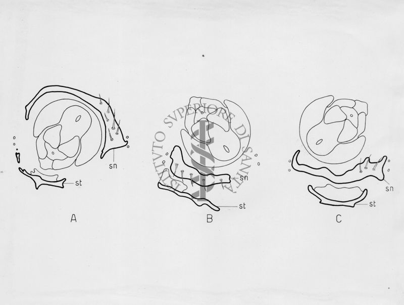 Morfologia dell'armatura genitale di musca domestica