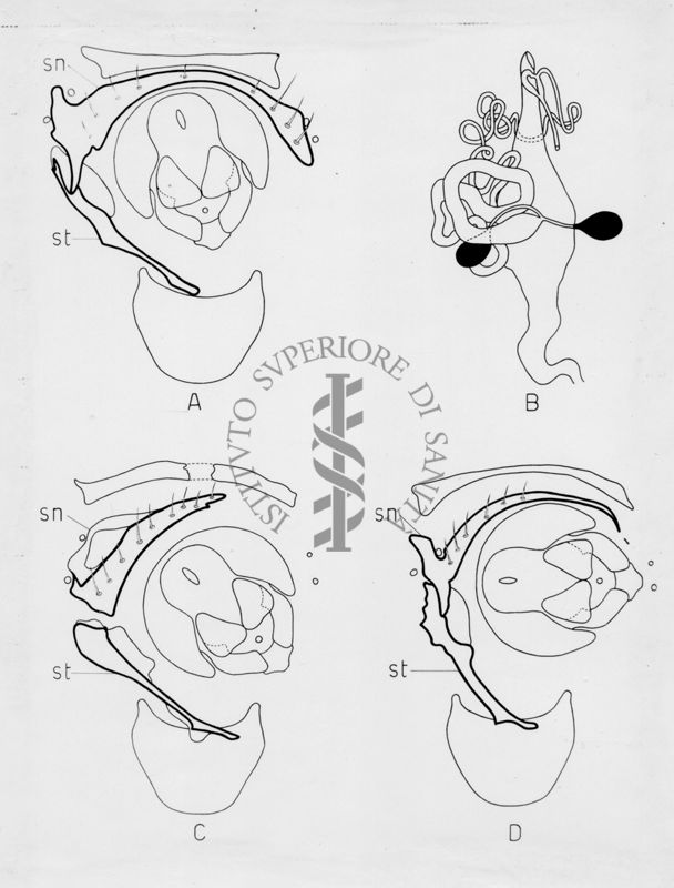 Morfologia dell'armatura genitale di musca domestica