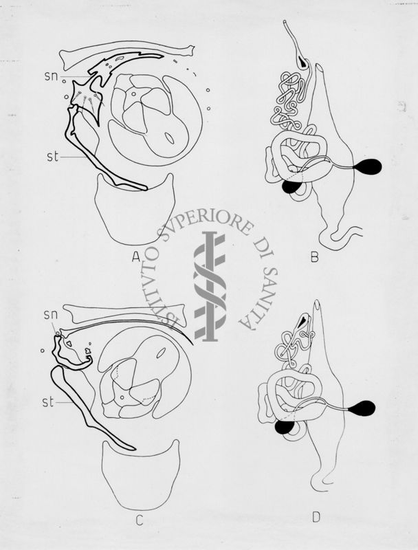 Morfologia dell'armatura genitale di musca domestica