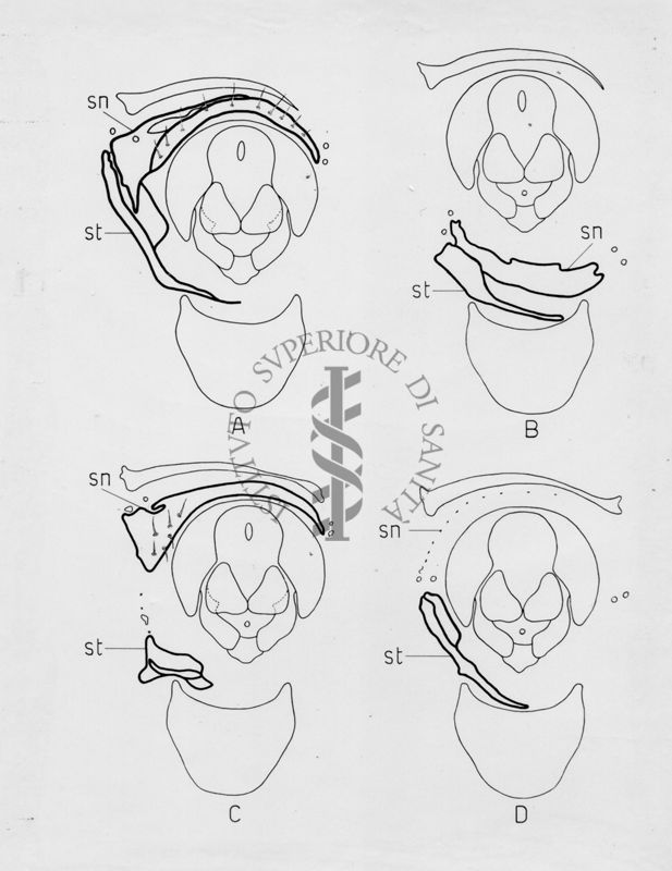 Morfologia dell'armatura genitale di musca domestica