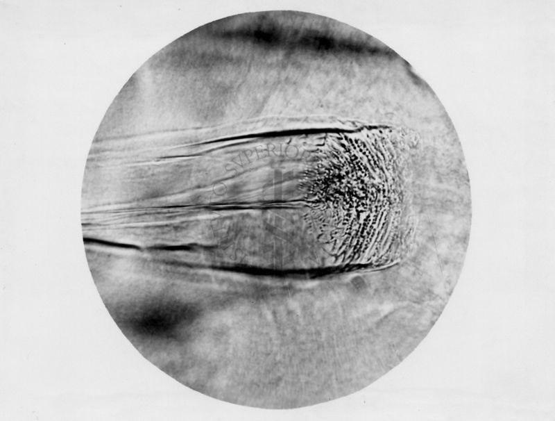 Differenze morfologiche tra le specie Phlebotomus perfiliewi e Phlebotomus perniciosus