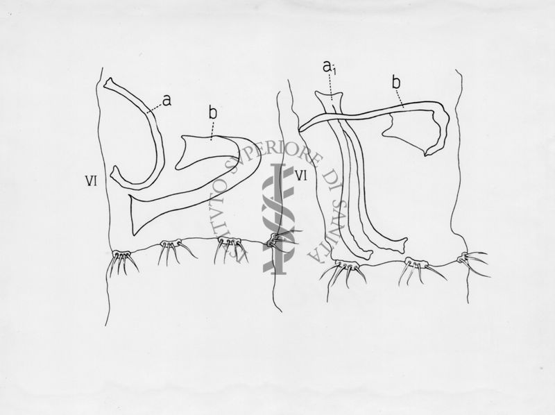 Raffigurazioni delle parti terminali di ginandromorfi (esseri viventi in cui compaiono contemporaneamente caratteri maschili e femminili) e sessualità intermedia di musca domestica.