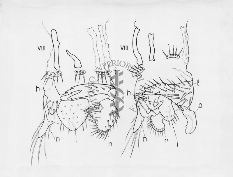 Raffigurazioni delle parti terminali di ginandromorfi (esseri viventi in cui compaiono contemporaneamente caratteri maschili e femminili) e sessualità intermedia di musca domestica.