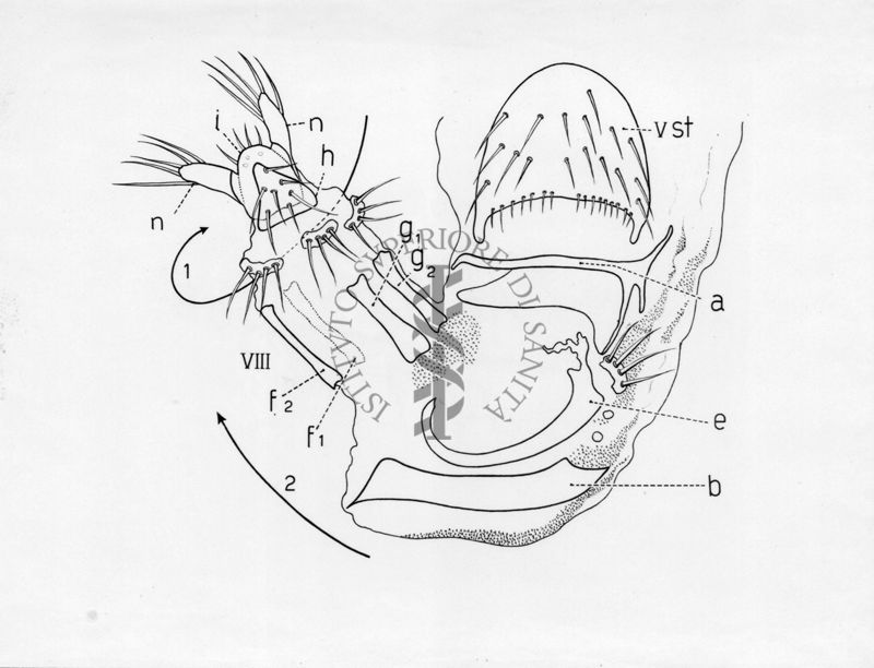 Raffigurazioni delle parti terminali di ginandromorfi (esseri viventi in cui compaiono contemporaneamente caratteri maschili e femminili) e sessualità intermedia di musca domestica.