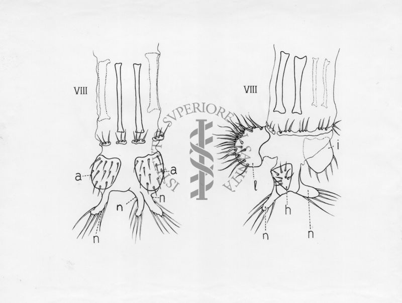 Raffigurazioni delle parti terminali di ginandromorfi (esseri viventi in cui compaiono contemporaneamente caratteri maschili e femminili) e sessualità intermedia di musca domestica.