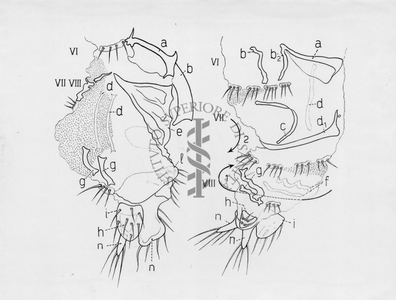 Raffigurazioni delle parti terminali di ginandromorfi (esseri viventi in cui compaiono contemporaneamente caratteri maschili e femminili) e sessualità intermedia di musca domestica.