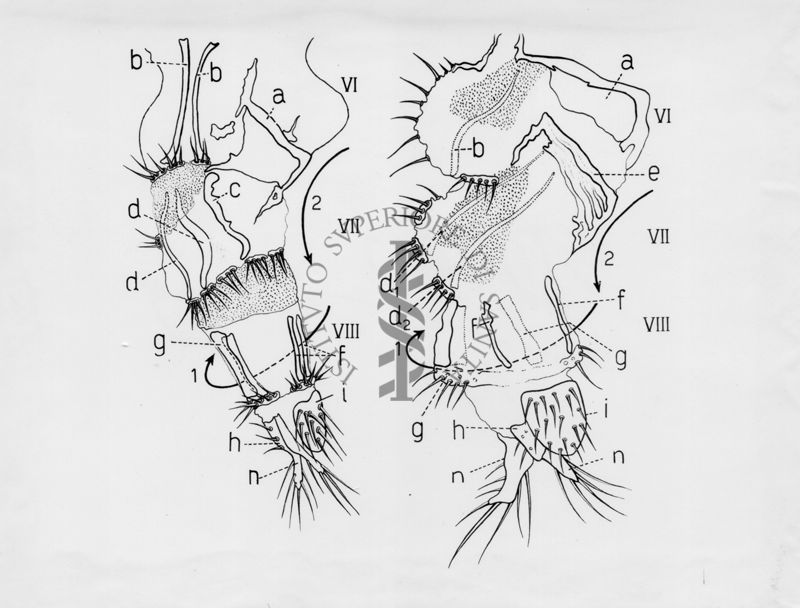 Raffigurazioni delle parti terminali di ginandromorfi (esseri viventi in cui compaiono contemporaneamente caratteri maschili e femminili) e sessualità intermedia di musca domestica.