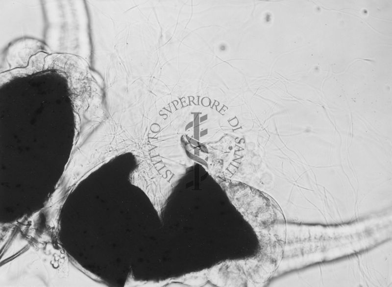 Parti di organi genitali di Musca domestica L. La mosca domestica è un insetto dell'ordine dei Ditteri, appartenente alla famiglia dei Muscidi