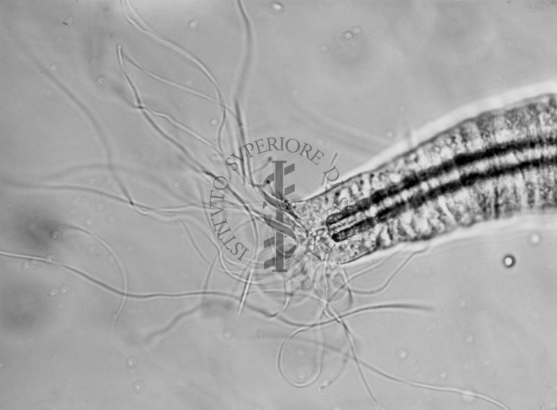 Parti di organi genitali di Musca domestica L. La mosca domestica è un insetto dell'ordine dei Ditteri, appartenente alla famiglia dei Muscidi