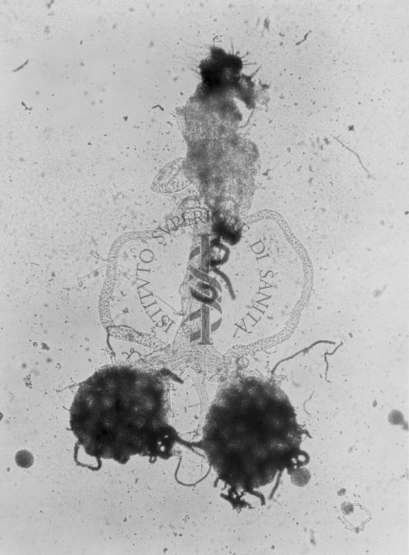 Parti di organi genitali di Musca domestica L. La mosca domestica è un insetto dell'ordine dei Ditteri, appartenente alla famiglia dei Muscidi