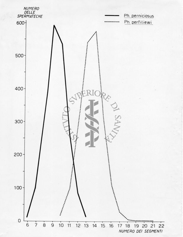 Diagramma riguardante le differenze morfologiche tra le specie Phlebotomus perfiliewi e Phlebotomus perniciosus