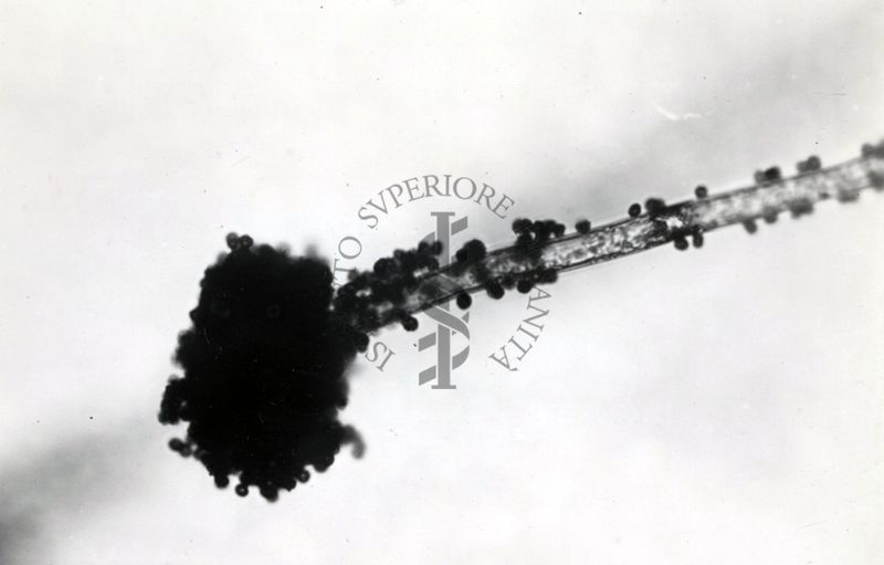 Saccaromiceti. Saccharomyces è un genere del regno dei funghi che include molte specie di lieviti. Il termine deriva dal latino: fungo dello zucchero.