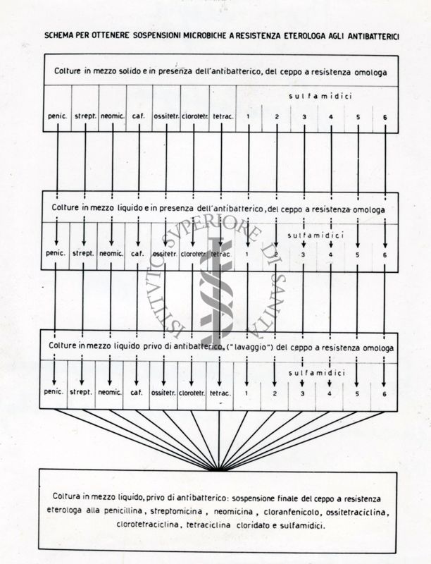 Schema per ottenere sospensioni microbiche e resistenza eterologa agli antibatterici.