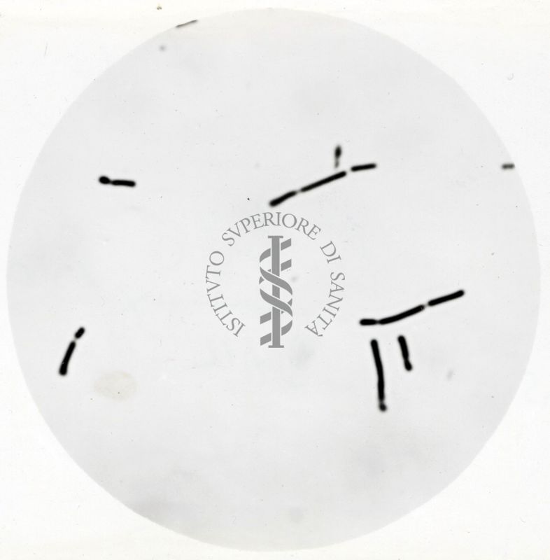 Studio morfologico di lactobacilli al microscopio