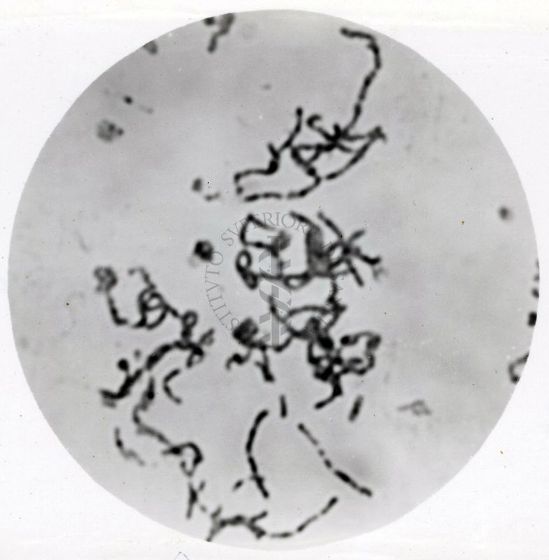 Studio morfologico di lactobacilli al microscopio