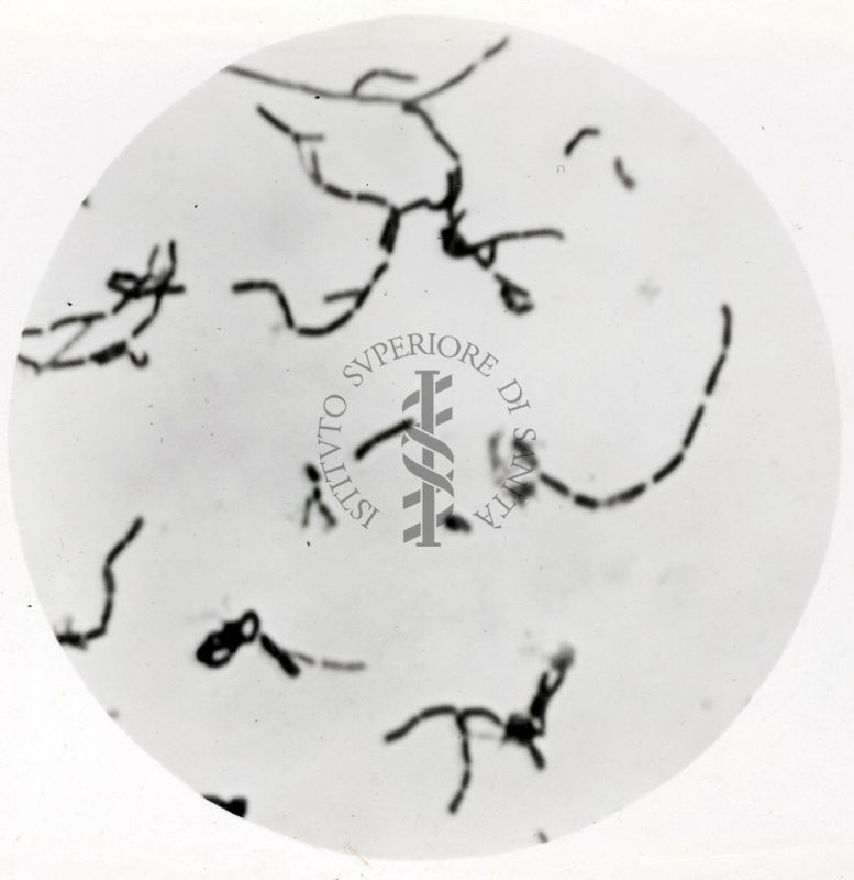 Studio morfologico di lactobacilli al microscopio