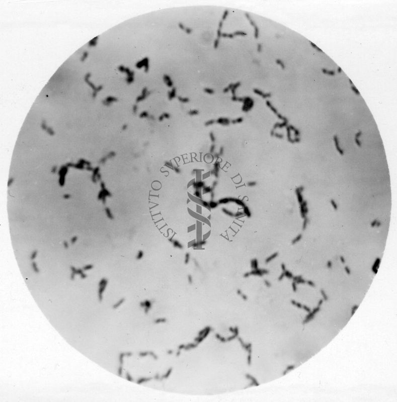 Studio morfologico di lactobacilli al microscopio