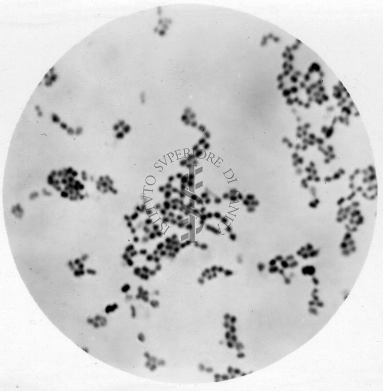 Studio morfologico di lactobacilli al microscopio