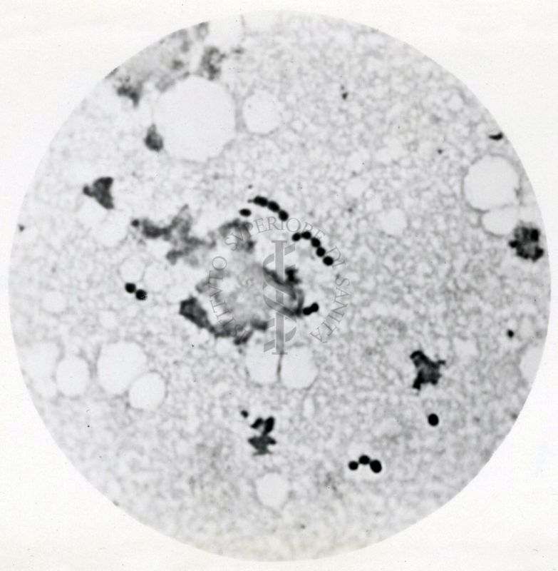 Studio morfologico di lactobacilli al microscopio