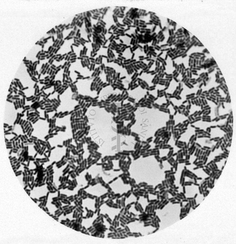 Studio morfologico di lactobacilli al microscopio