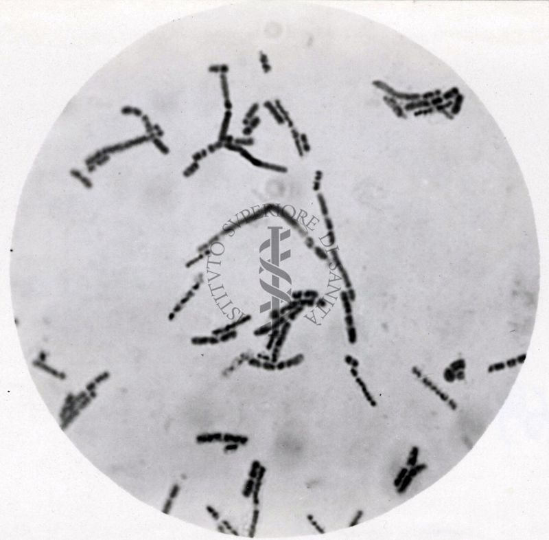 Studio morfologico di lactobacilli al microscopio