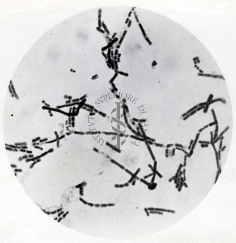 Studio morfologico di lactobacilli al microscopio