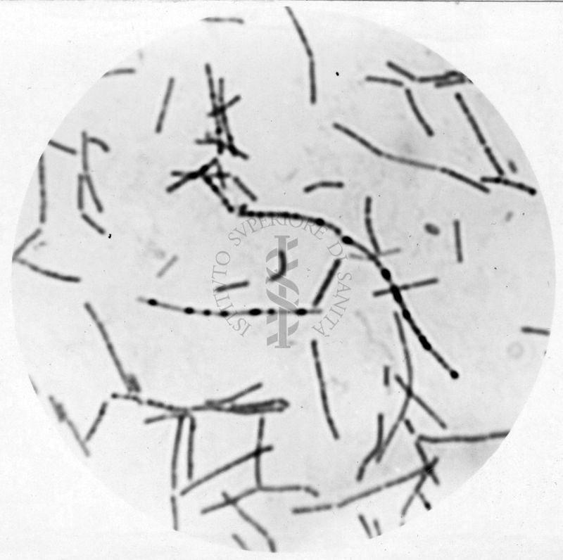 Studio morfologico di lactobacilli al microscopio