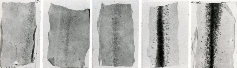 Dosaggio tossina difterica in coltura di tessuti