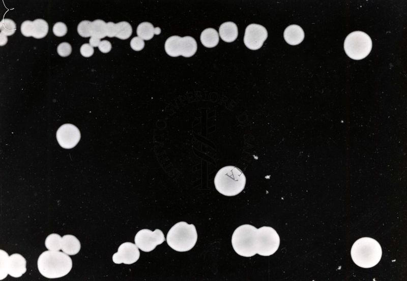 Gli Alofili sono organismi più che altro precarioti, appartenenti al gruppo degli ARCHEOBATTERI che sono particolarmente adatti a livello di salinità piuttosto elevati