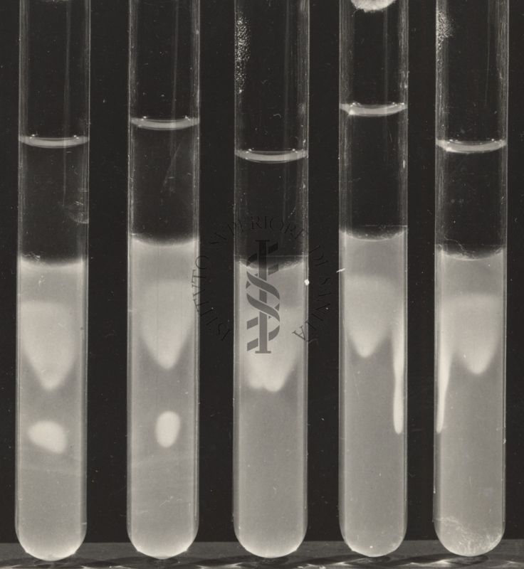 Precipitazioni in agar tra Enzima Timoteo e G. 2144