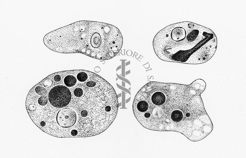 Entamoeba gingivalis Wengyn "Protozology"