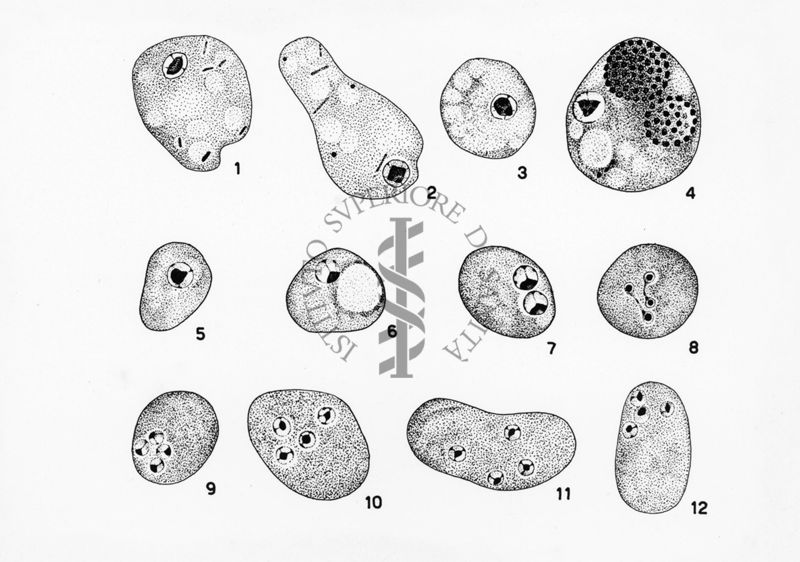 Endolimax nana Wenyon "Protozology"