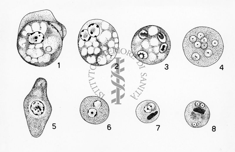 Entamoeba delle scimmie Wenyon "Protozology"