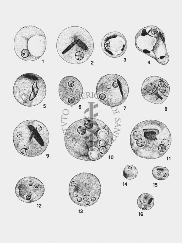 Entamoeba Hizstolytica_cisti Wenyon "Protozology"